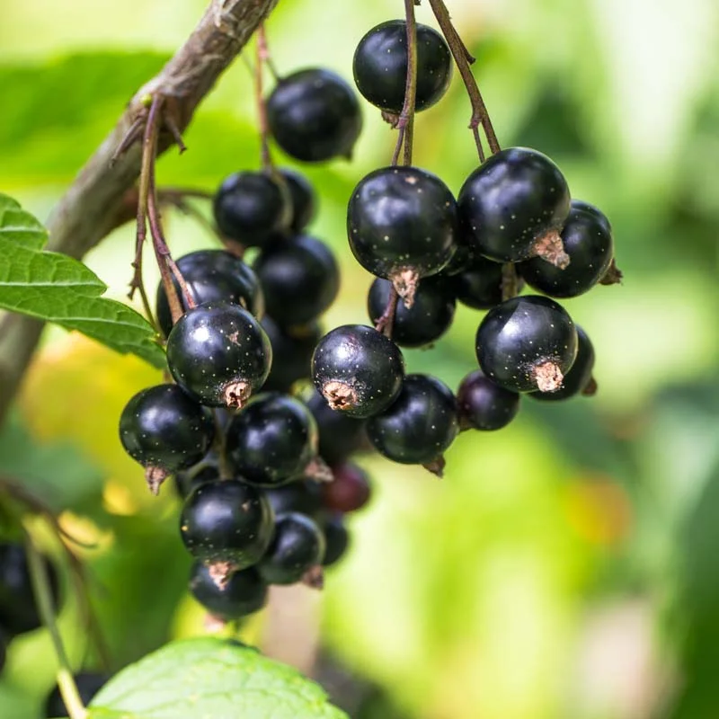 Plants de Groseillier, cassissier & caseille - Cassissier autofertile "Andega" 2 plants bio