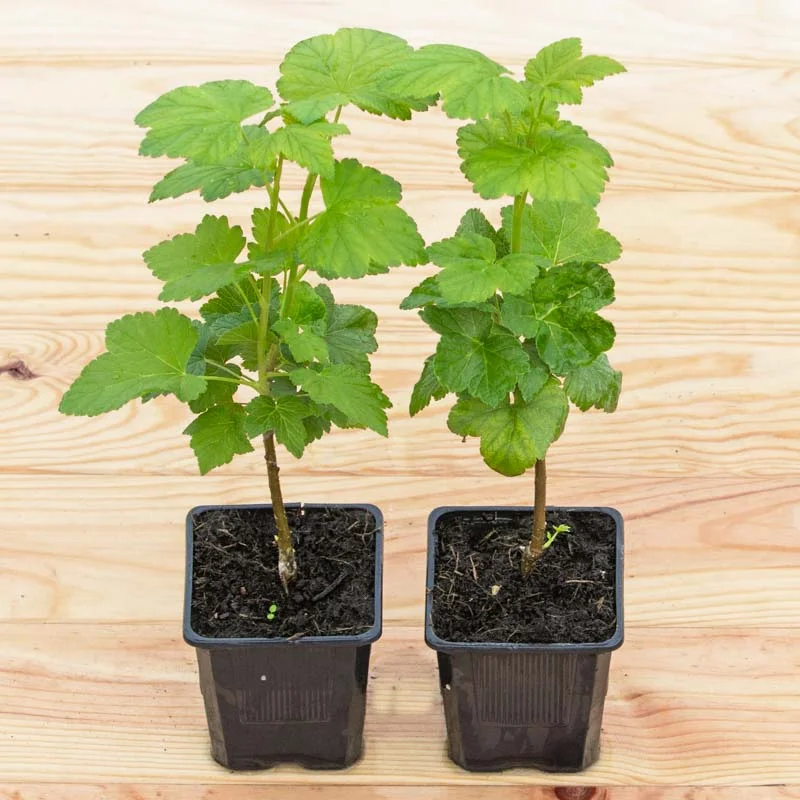 Plants de Groseillier, cassissier & caseille - Cassissier autofertile "Andega" 2 plants bio