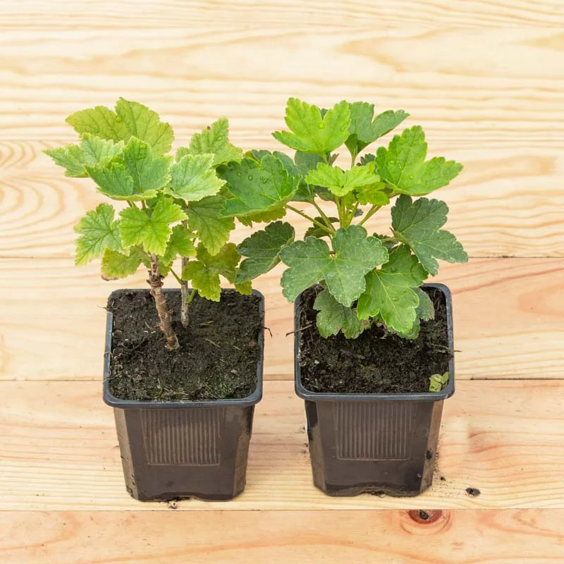 Plants de Groseillier, cassissier & caseille - Groseillier à grappe "Versaillaise Rouge" 2 plants bio