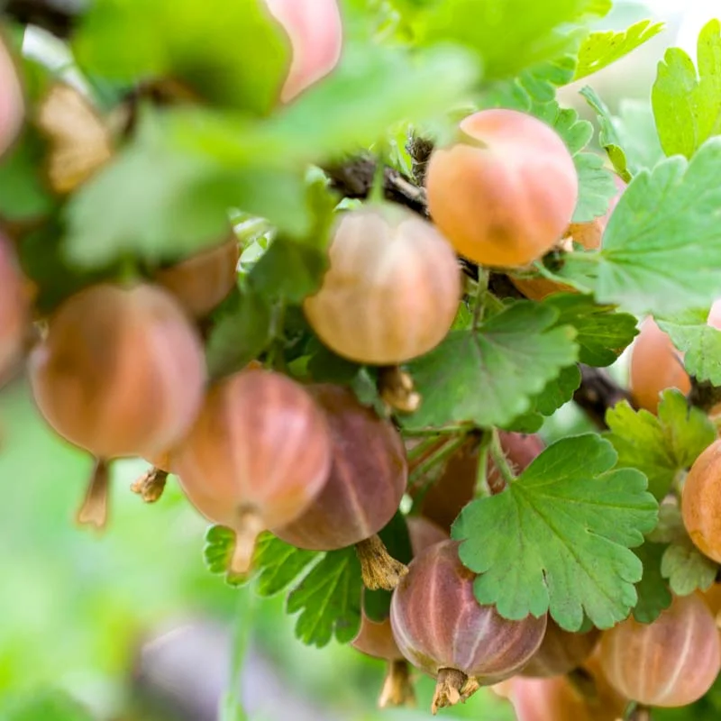 Plants de Groseillier, cassissier & caseille - Groseillier à grappe "Gloire des sablons" 2 plants bio