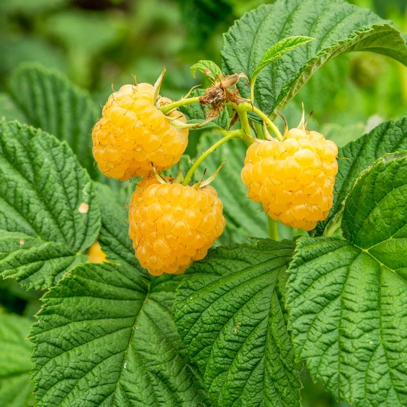 Plants de Framboisiers & mûriers - Framboisiers remontants "Fall Gold" 2 plants bio