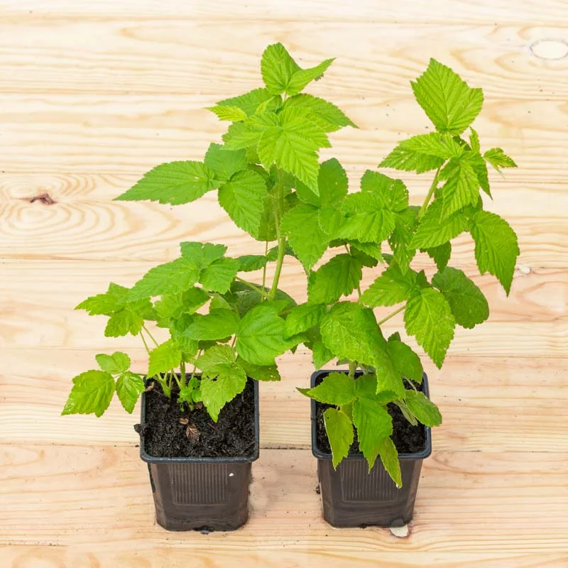 Plants de Framboisiers & mûriers - Framboisiers remontants "Fall Gold" 2 plants bio