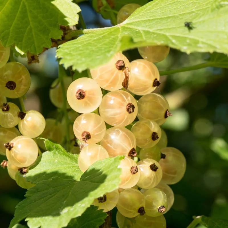 Plants de Groseillier, cassissier & caseille - Cassissier "Ojeblanc" 2 plants bio