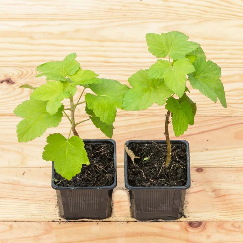 Plants de Groseillier, cassissier & caseille - Cassissier "Ojeblanc" 2 plants bio