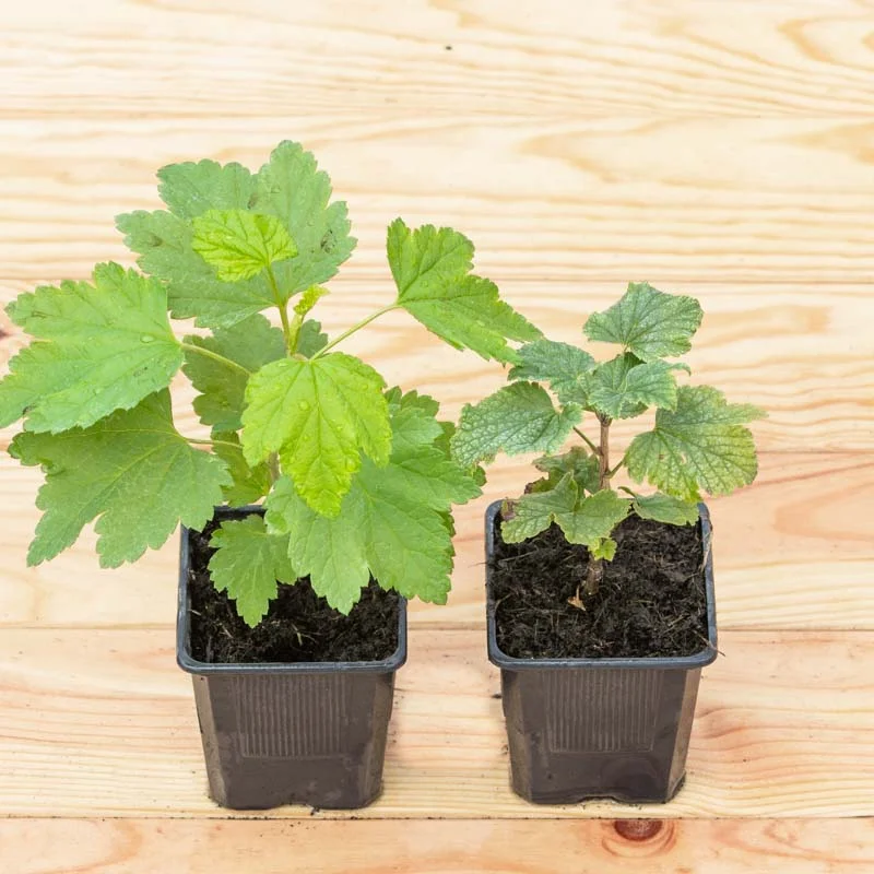 Plants de Groseillier, cassissier & caseille - Groseillier à grappe "Versaillaise Blanche" 2 plants bio
