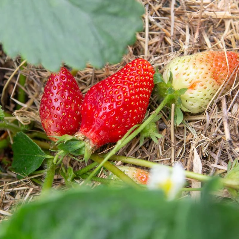 Plants de Fraisiers - Fraisiers "Favette" 3 plants bio