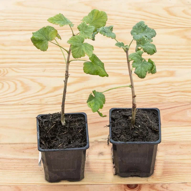 Plants de Groseillier, cassissier & caseille - Caseille "Anita" 2 plants bio
