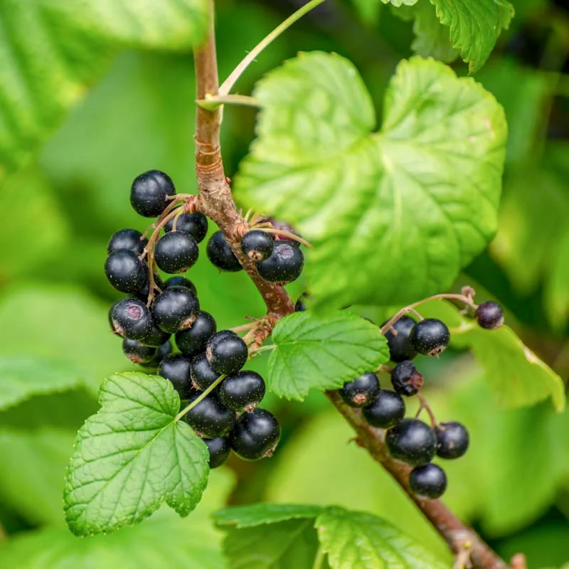 Plants de Groseillier, cassissier & caseille - Cassissier "Bigno" 2 plants bio