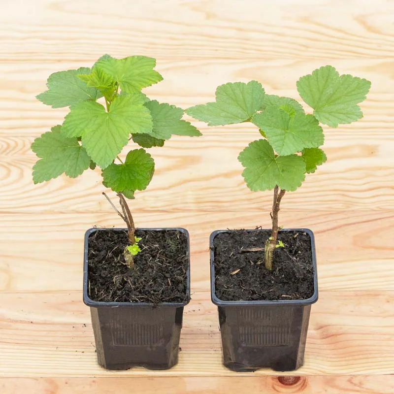 Plants de Groseillier, cassissier & caseille - Cassissier "Bigno" 2 plants bio