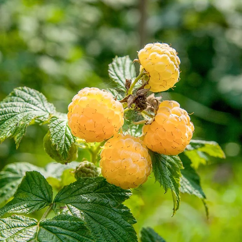 Plants de Framboisiers & mûriers - Framboisier remontants "Sucrée de Metz" 2 plants bio