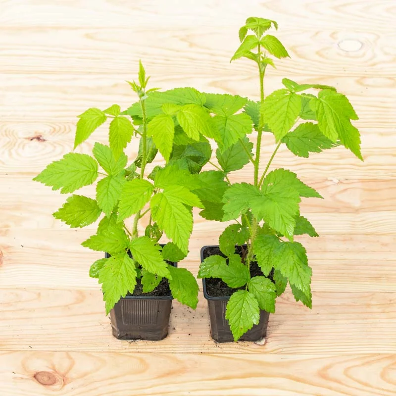 Plants de Framboisiers & mûriers - Framboisier remontants "Sucrée de Metz" 2 plants bio