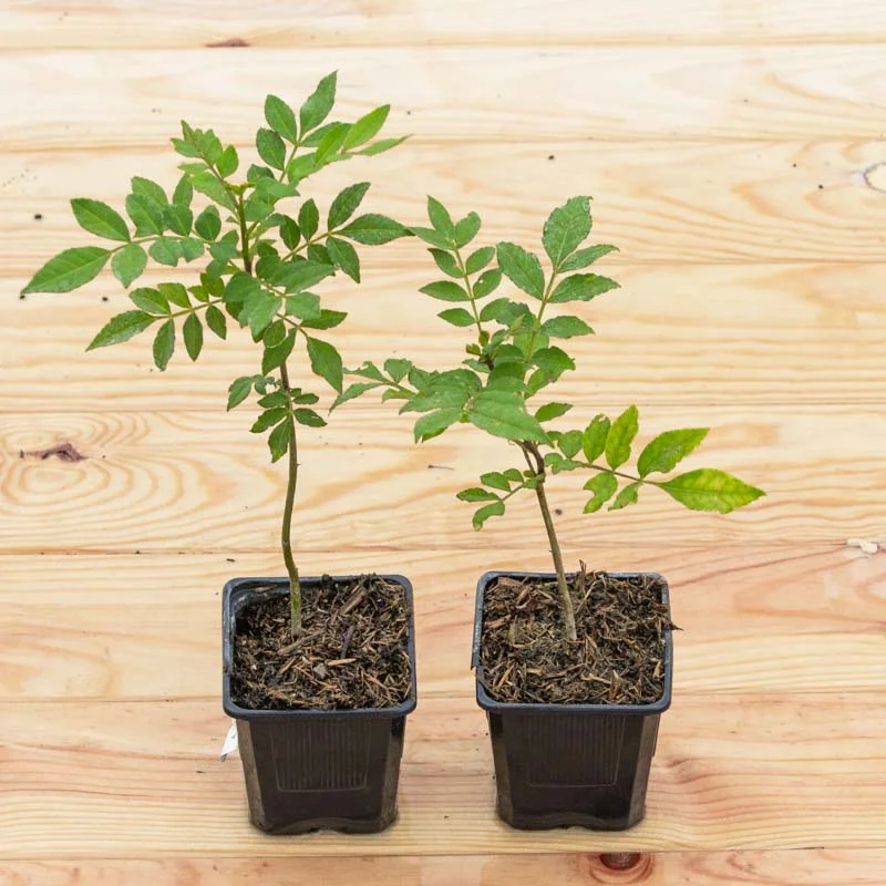Plants de poivriers - Duo de poivriers du Timut et du Sichuan 2 plants bio