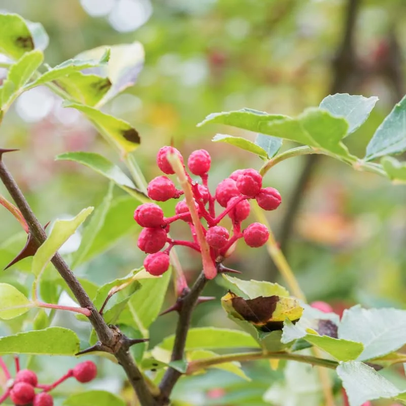 Plants de poivriers - Poivrier du Sichuan 2 plants bio