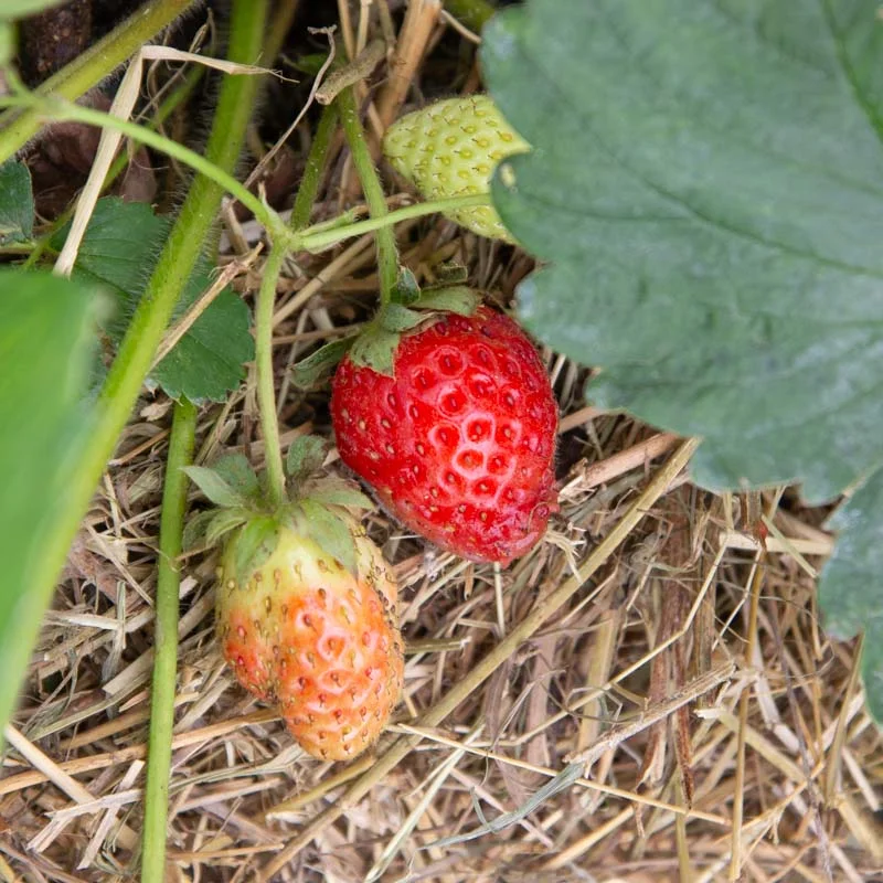 Strawberry plants - Strawberry Cijosée 3 organic plants