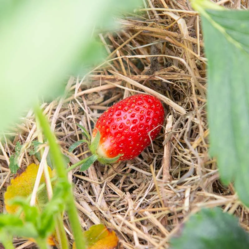 Strawberry plants - Strawberry Mara des bois 3 organic plants