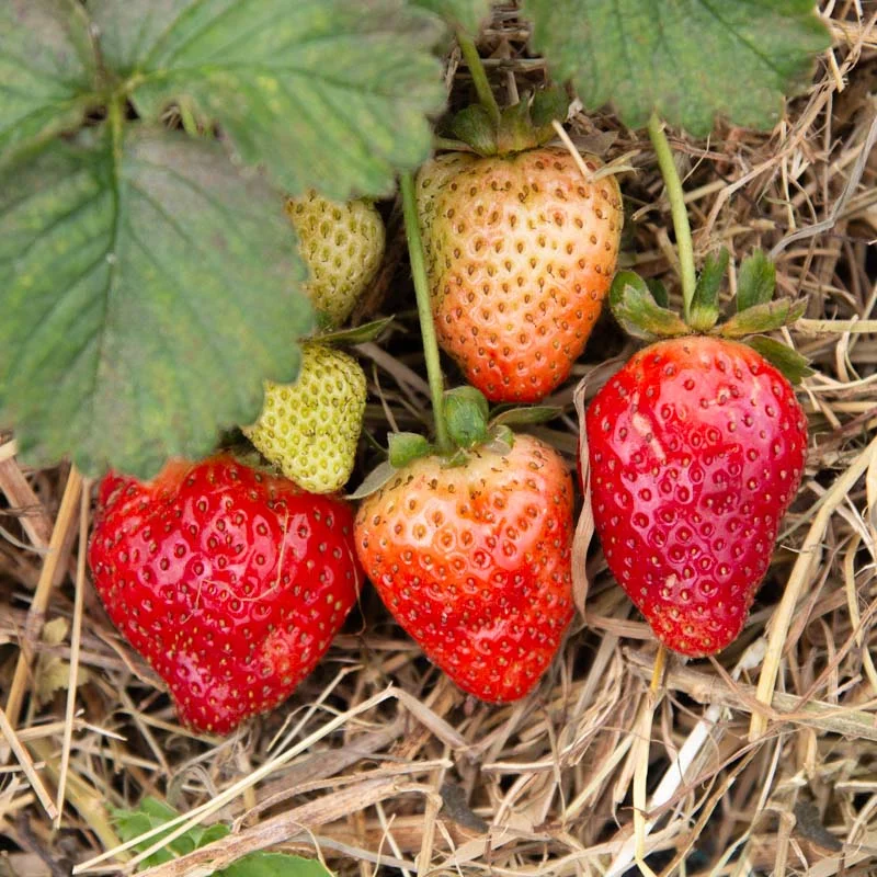 Strawberry plants - Strawberry Gariguette 3 organic plants