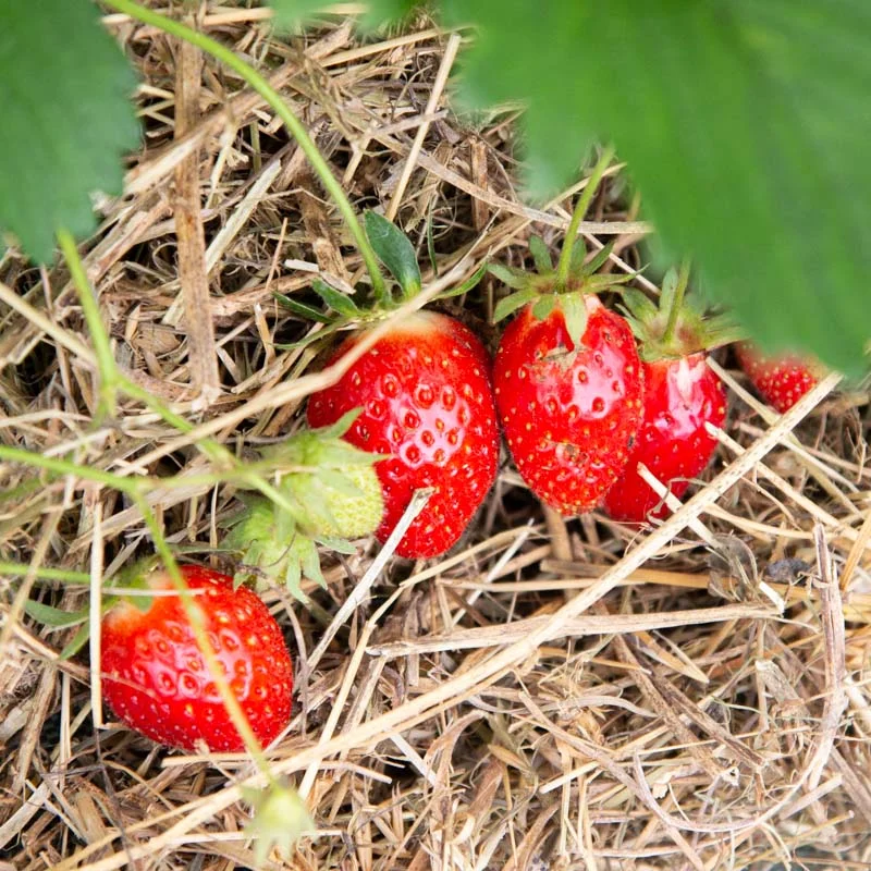 Strawberry plants - Strawberry Mamie 3 organic plants