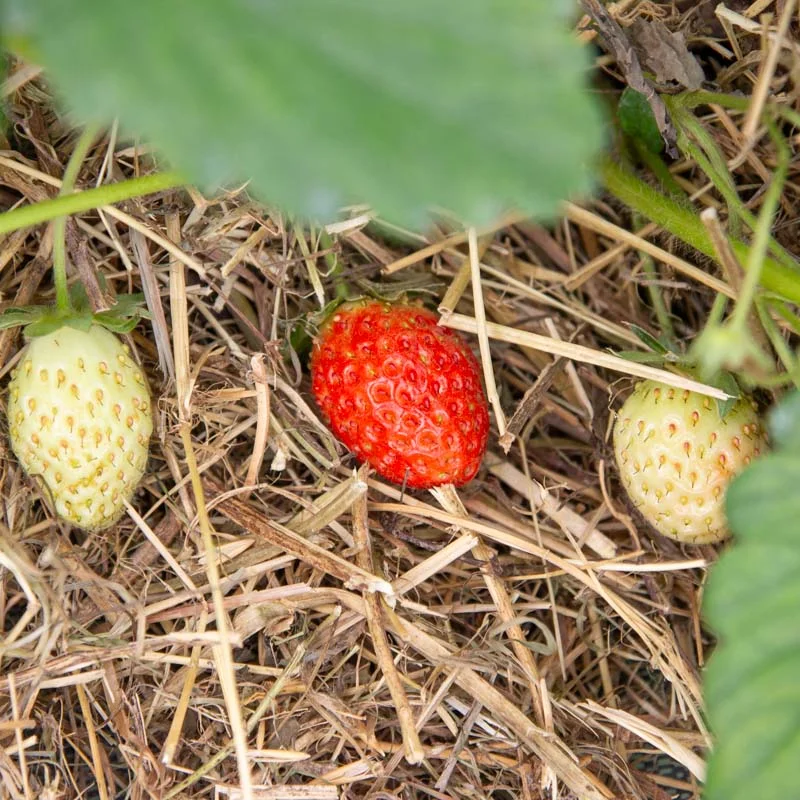 Strawberry plants - Strawberry Mme Moutot 3 organic plants