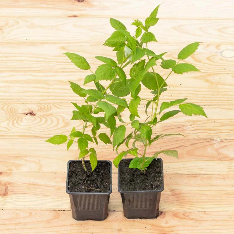 Plants de Framboisiers & mûriers - Framboisiers remontants "Augustred" 2 plants bio