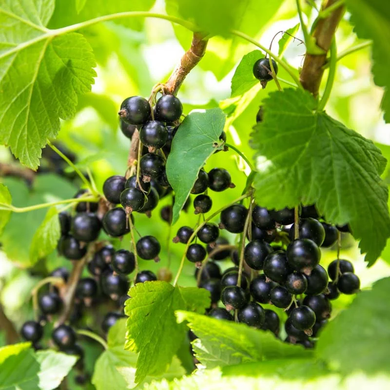 Plants de Groseillier, cassissier & caseille - Cassissier "Royal de Naples" 2 plants bio