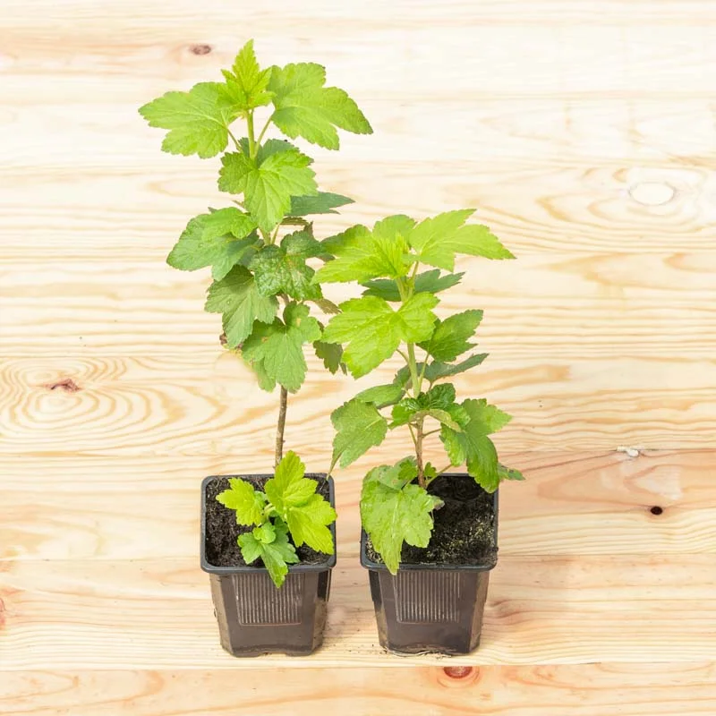 Plants de Groseillier, cassissier & caseille - Cassissier "Royal de Naples" 2 plants bio
