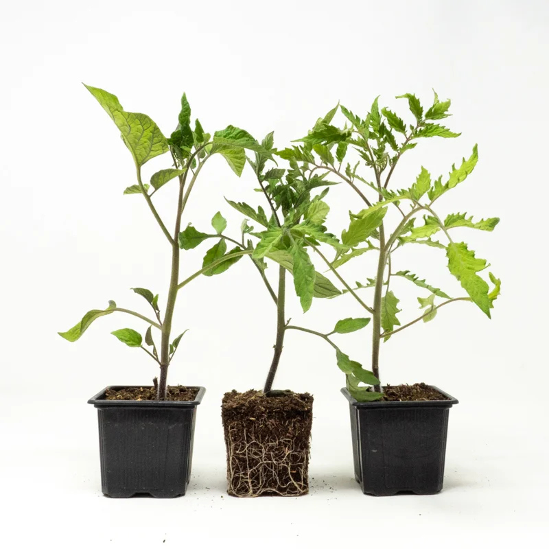 Plants de Tomates - Assortiment 3 plants de Tomates « Coups de Coeur des producteurs » AB