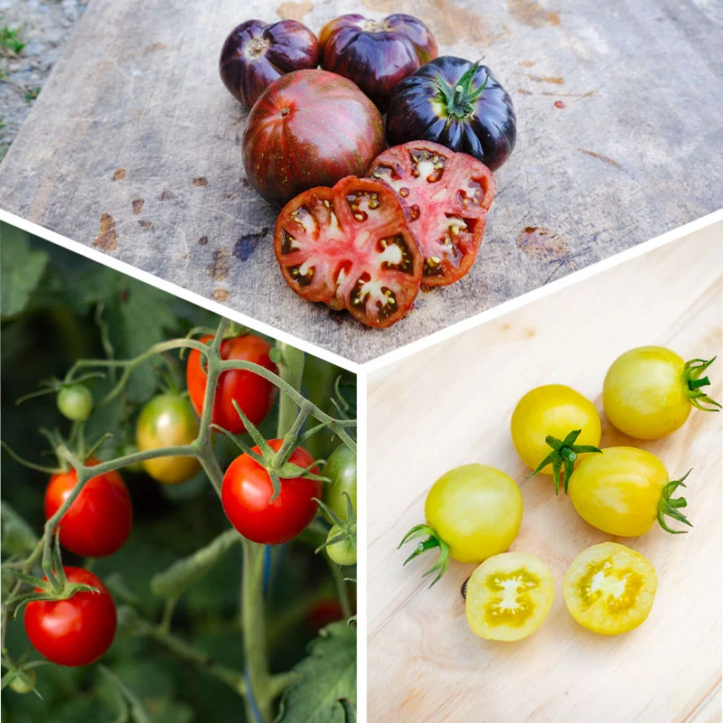 Plants de Tomates - Assortiment 3 plants de Tomates « Coups de Coeur des producteurs » AB