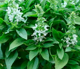 Basilics - Floral Spires Blanc