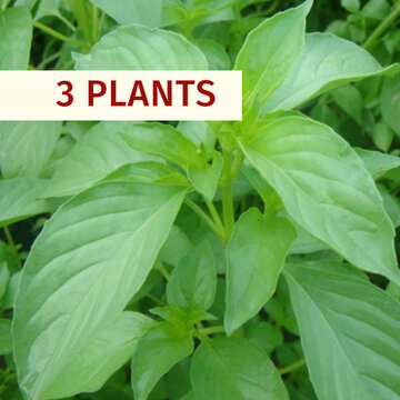 Médicinales - Plants de Basilic Tulsi Kali