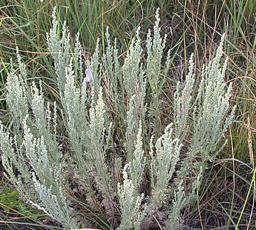 Artemisia - Artemisia frigida