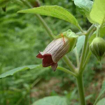 Atropa - Atropa belladonna sp caucasica