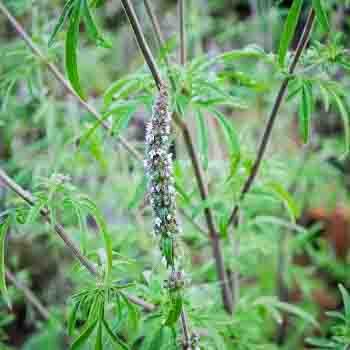 Schizonepeta - Schizonepeta tenuifolia