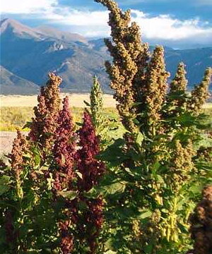 Quinoas - Colorado Black Shelly 25