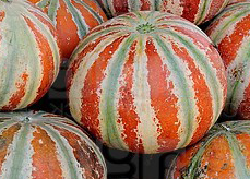 Melons - Kajari