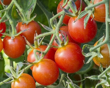 Tomates-Cerises - Koralik