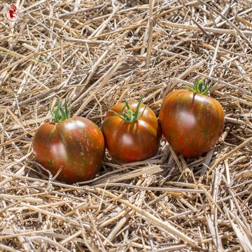 Tomates - Black And Brown Boar