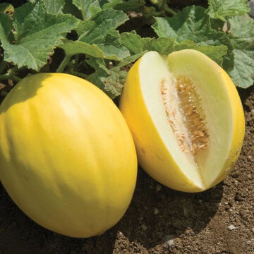 Melons - Jaune des Canaries