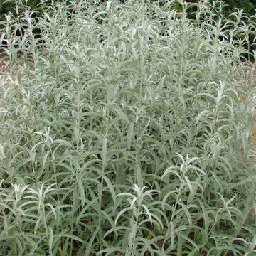 Artemisia - Artemisia ludoviciana