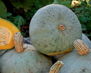 Courges Maxima - Silver Bell