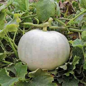 Courges Maxima - White Pumpkin