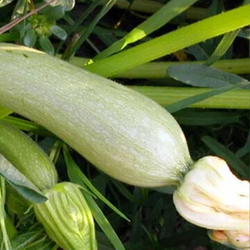 Courgettes - Genovese