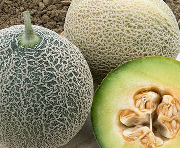 Melons - Green Nutmeg