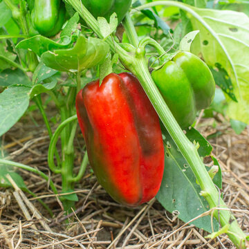 Piments/Poivrons - Chinese Giant