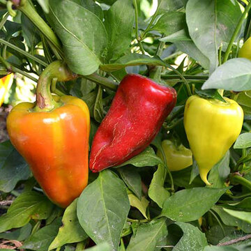 Piments/Poivrons - Healthy Pepper