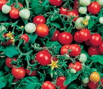 Tomates-Cerises - Red Robin