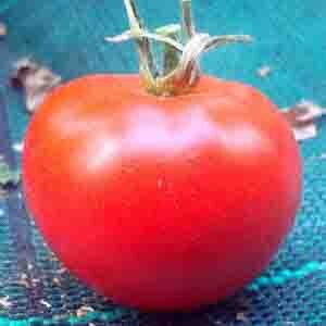 Tomates - Uralskij Mnogoplodnij