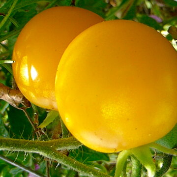Tomates-Cerises - Garden Sun
