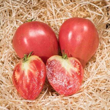 Tomates - Mazarini