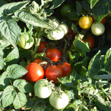 Tomates - Budai Torpe