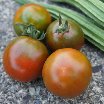 Tomates - Fioletovyi Kruglyi